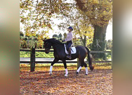 Hanoverian, Gelding, 6 years, 16,2 hh, Smoky-Black