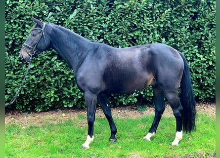 Hanoverian, Gelding, 6 years, 16,2 hh, Smoky-Black