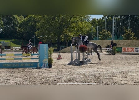 Hanoverian, Gelding, 6 years, 16,3 hh, Gray