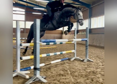 Hanoverian, Gelding, 6 years, 16,3 hh, Grey