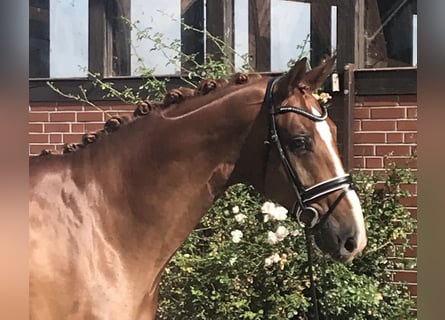 Hanoverian, Gelding, 6 years, 17,1 hh, Chestnut-Red