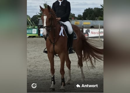 Hanoverian, Gelding, 6 years, 17,1 hh, Chestnut-Red