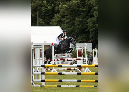 Hanoverian, Gelding, 6 years, 17,1 hh, Gray