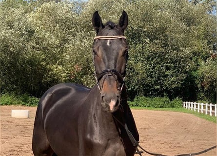 Hanoverian, Gelding, 6 years, 17 hh, Bay-Dark