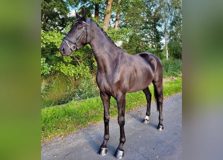 Hanoverian, Gelding, 6 years, 17 hh, Black