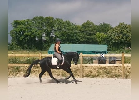 Hanoverian, Gelding, 6 years, 17 hh, Black