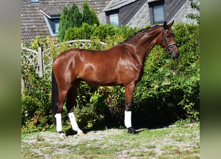 Hanoverian, Gelding, 6 years, 17 hh, Brown