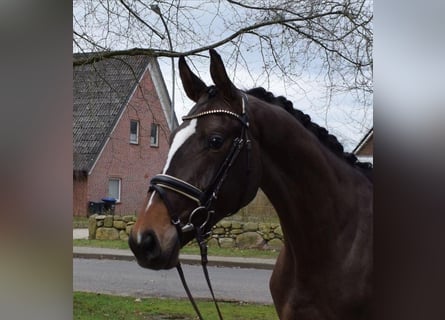 Hanoverian, Gelding, 6 years, 17 hh, Brown