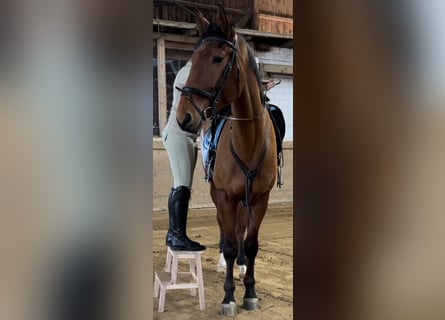 Hanoverian, Gelding, 6 years, 17 hh, Brown