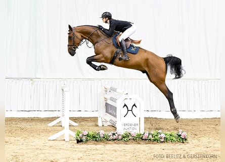 Hanoverian, Gelding, 6 years, 17 hh, Brown