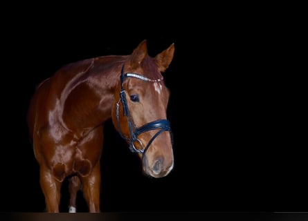 Hanoverian, Gelding, 6 years, 17 hh, Chestnut