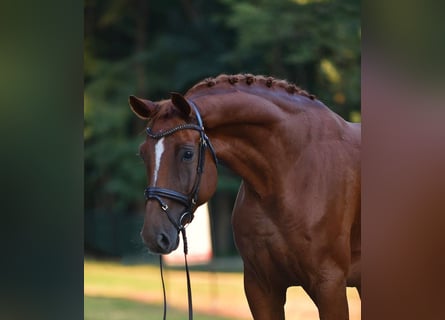 Hanoverian, Gelding, 6 years, 17 hh, Chestnut