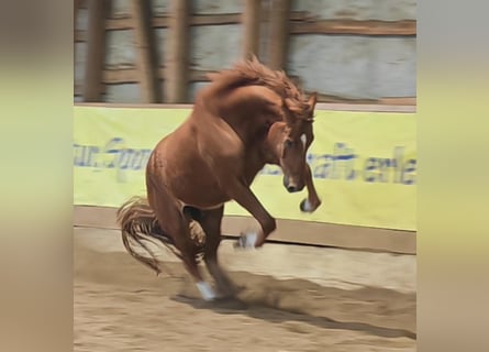 Hanoverian, Gelding, 6 years, 17 hh, Chestnut-Red
