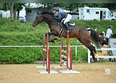 Hanoverian, Gelding, 6 years, 17 hh, Chestnut