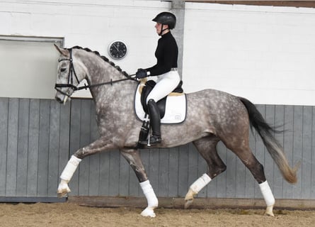 Hanoverian, Gelding, 6 years, 17 hh, Gray