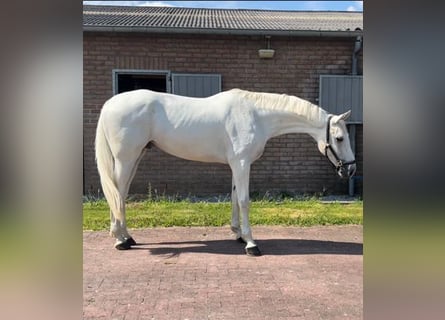 Hanoverian, Gelding, 6 years, 17 hh, White