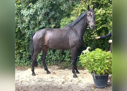 Hanoverian, Gelding, 6 years, 17,1 hh, Bay-Dark