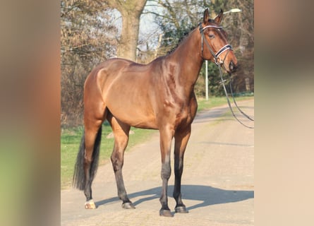 Hanoverian, Gelding, 6 years, 17,2 hh