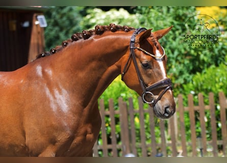 Hanoverian, Gelding, 7 years, 15.2 hh, Chestnut