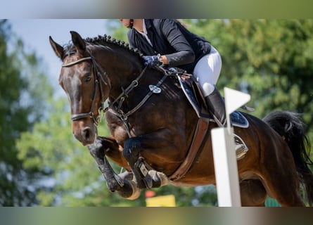 Hanoverian, Gelding, 7 years, 16,1 hh, Bay-Dark