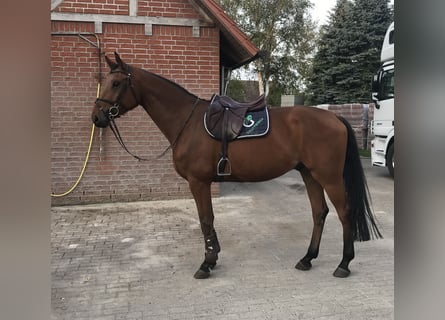 Hanoverian, Gelding, 7 years, 16,1 hh, Brown