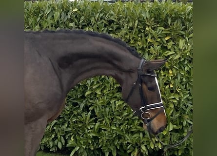 Hanoverian, Gelding, 7 years, 16,2 hh, Bay-Dark