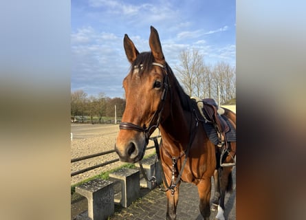 Hanoverian, Gelding, 7 years, 16.2 hh, Brown