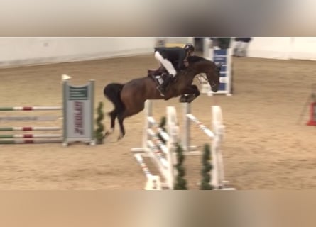 Hanoverian, Gelding, 7 years, 16,2 hh, Brown