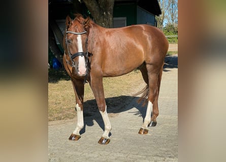 Hanoverian, Gelding, 7 years, 16,2 hh, Chestnut-Red