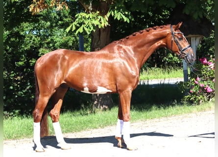 Hanoverian, Gelding, 7 years, 16.2 hh, Chestnut-Red