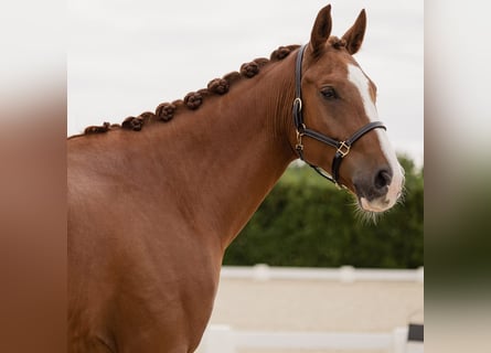 Hanoverian, Gelding, 7 years, 16.2 hh, Chestnut-Red