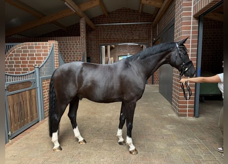 Hanoverian, Gelding, 7 years, 16.2 hh, Smoky-Black