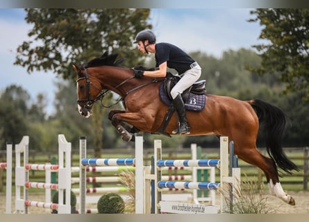 Hanoverian, Gelding, 7 years, 16,3 hh, Brown