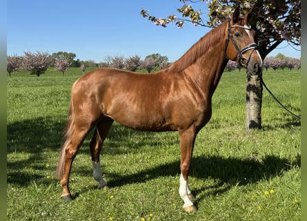 Hanoverian, Gelding, 7 years, 16.3 hh, Chestnut-Red