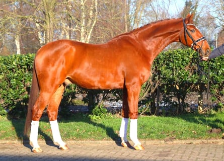 Hanoverian, Gelding, 7 years, 16.3 hh, Chestnut-Red