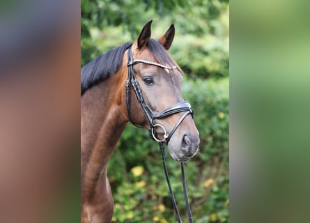 Hanoverian, Gelding, 7 years, 16 hh, Bay-Dark