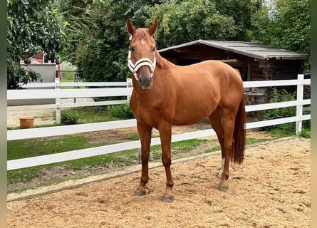 Hanoverian, Gelding, 7 years, 16 hh, Chestnut-Red
