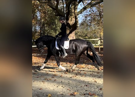 Hanoverian, Gelding, 7 years, 16 hh, Smoky-Black