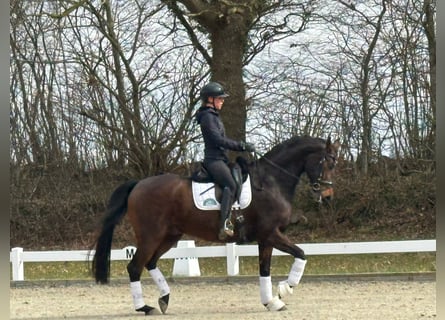 Hanoverian, Gelding, 7 years, 16,1 hh, Bay-Dark