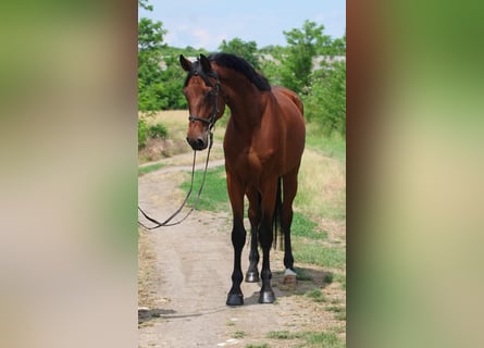Hanoverian, Gelding, 7 years, 16,1 hh, Brown