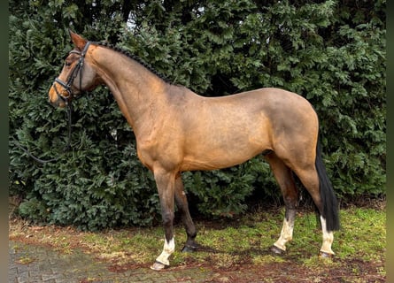 Hanoverian, Gelding, 7 years, 16,1 hh, Brown