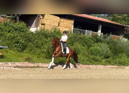 Hanoverian, Gelding, 7 years, 16,1 hh, Chestnut-Red