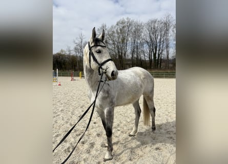 Hanoverian, Gelding, 7 years, 16,1 hh, Grey