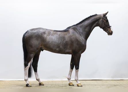 Hanoverian, Gelding, 7 years, 16,1 hh