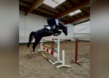 Hanoverian, Gelding, 7 years, 16,2 hh, Bay-Dark