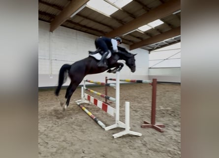 Hanoverian, Gelding, 7 years, 16,2 hh, Bay-Dark