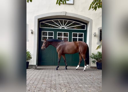 Hanoverian, Gelding, 7 years, 16,2 hh, Brown
