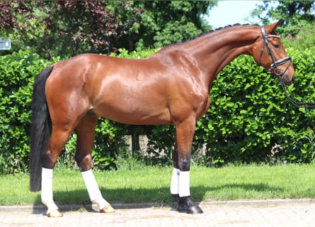 Hanoverian, Gelding, 7 years, 16,2 hh, Brown