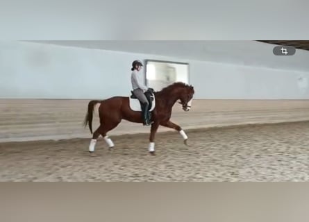 Hanoverian, Gelding, 7 years, 16,2 hh, Chestnut-Red
