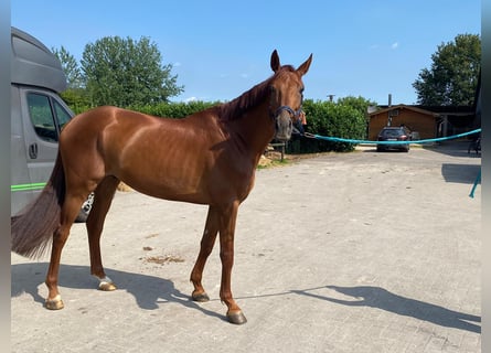 Hanoverian, Gelding, 7 years, 16,2 hh, Chestnut-Red